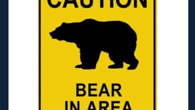 black bear sighting alert in Calgary, Alberta