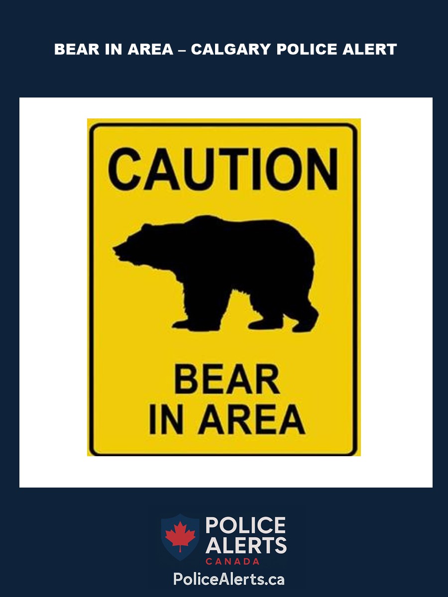 black bear sighting alert in Calgary, Alberta